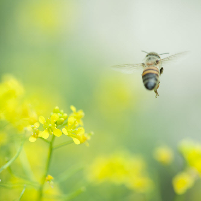 Bee