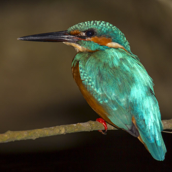 Bird