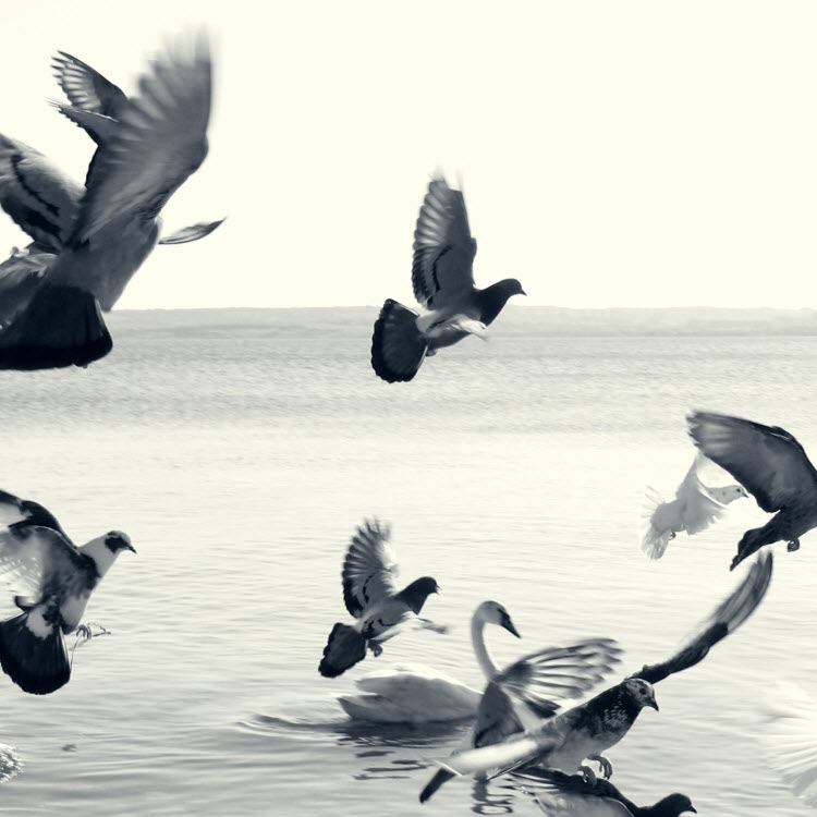 Birds
