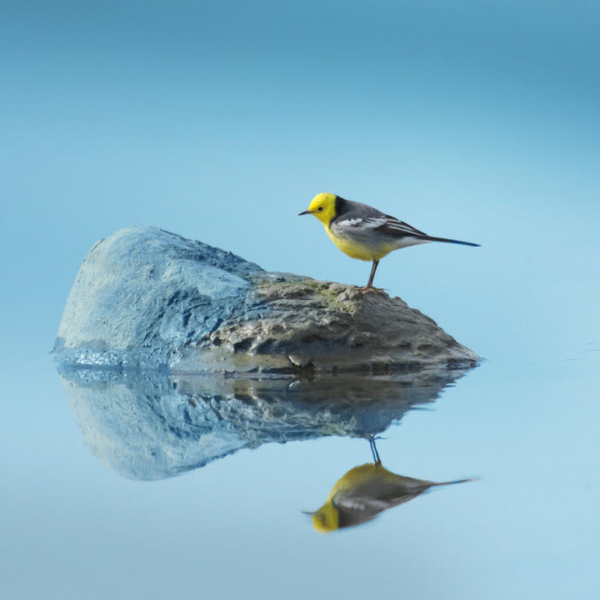 Little Bird