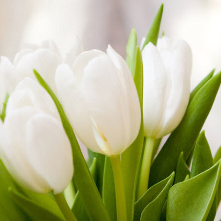 White Tulips